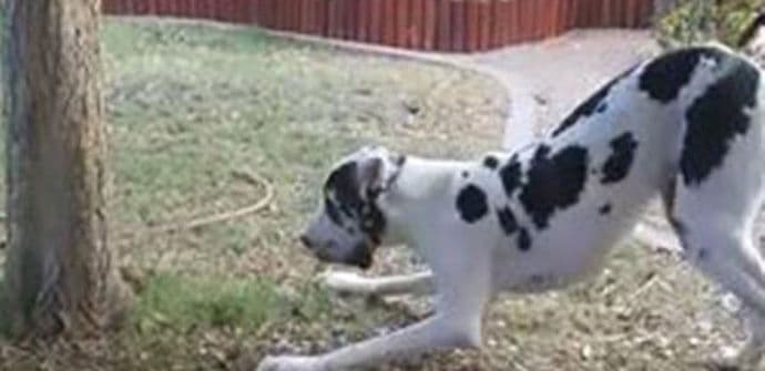 Doga pokušava da se sakrije iza drveta (VIDEO) Doga pokušava da se sakrije iza drveta (VIDEO)