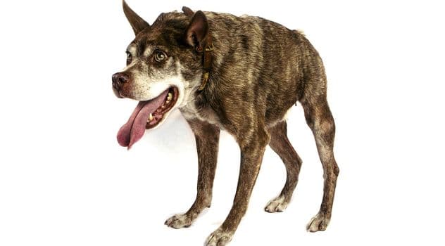 Najružniji pas na planeti je mješanac pitbulla i holandskog ovčara Najružniji pas na planeti je mješanac pitbulla i holandskog ovčara