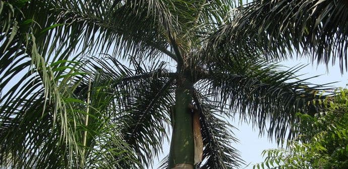 Stradaju palme u Ulcinju: Trideset za tri godine Stradaju palme u Ulcinju: Trideset za tri godine