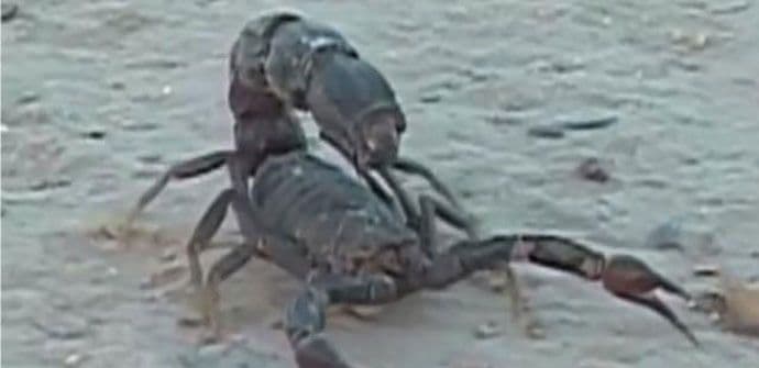 Najsmrtonosnije životinje na svijetu (VIDEO) Najsmrtonosnije životinje na svijetu (VIDEO)