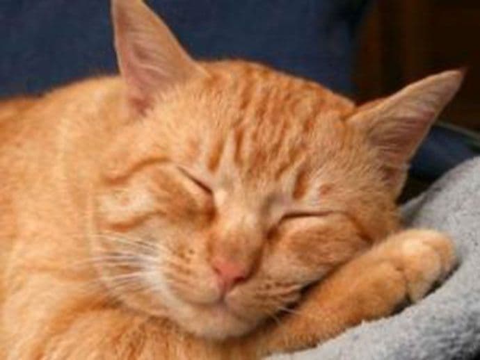 Mačke imaju hemijsko oružje skriveno u urinu Mačke imaju hemijsko oružje skriveno u urinu