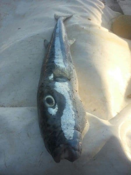 Veoma otrovna riba ulovljena u Bečićima Veoma otrovna riba ulovljena u Bečićima