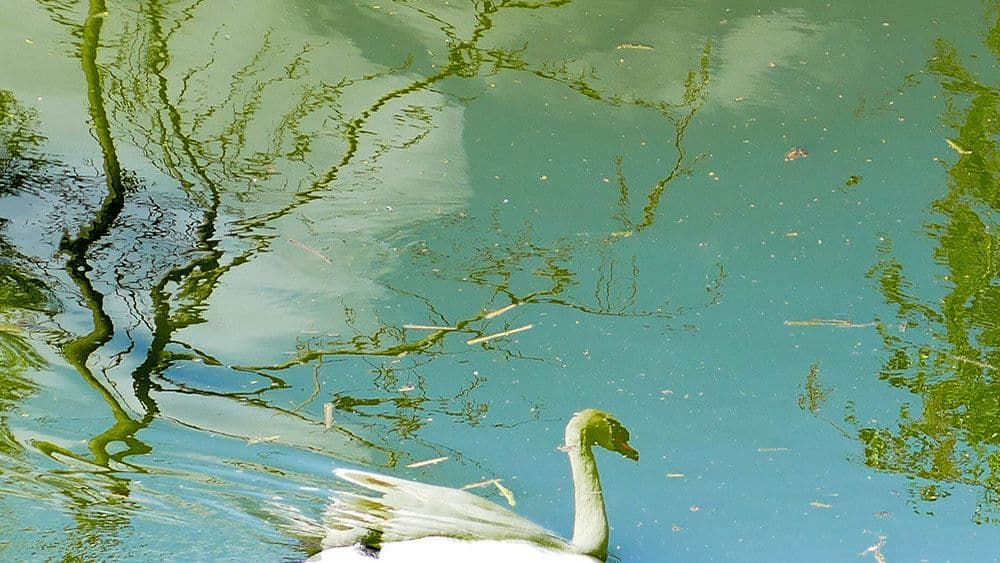 Heiner Flassbeck: Šta se dogodilo? Heiner Flassbeck: Šta se dogodilo?