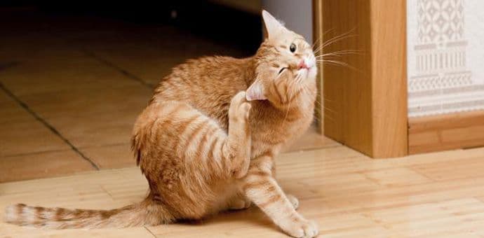 Većina ljudi vjeruje da su ove zablude o buvama tačne Većina ljudi vjeruje da su ove zablude o buvama tačne