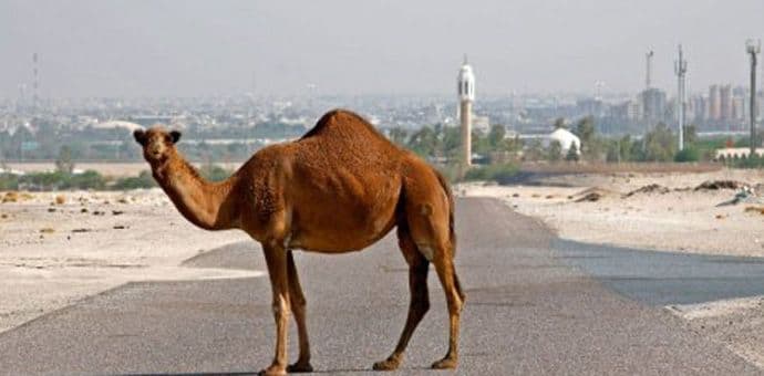 U Kuvajtu danas temperatura premašila 50 stepeni Celzijusa U Kuvajtu danas temperatura premašila 50 stepeni Celzijusa