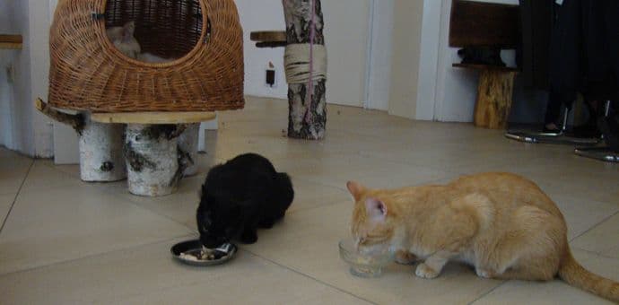 Beč obezbijedio 100.000 eura za sterilizaciju uličnih mačaka  Beč obezbijedio 100.000 eura za sterilizaciju uličnih mačaka