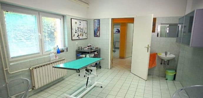 Počinje kampanja identifikacije svinja  Počinje kampanja identifikacije svinja