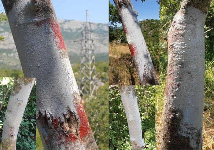 CGES utvrđuje ko je prefarbao natpise na Orjenu CGES utvrđuje ko je prefarbao natpise na Orjenu