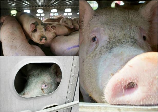 Zabranjen uvoz, tranzit svinja i svinjskih proizvoda iz Srbije u CG Zabranjen uvoz, tranzit svinja i svinjskih proizvoda iz Srbije u CG