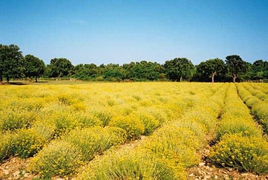 Litar ulja 1.800 eura, kupci čekaju u redu Litar ulja 1.800 eura, kupci čekaju u redu