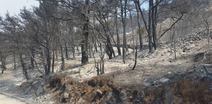 Požari na Pelješcu i Korčuli, izgorjeli maslinjaci, vinogradi, šuma Požari na Pelješcu i Korčuli, izgorjeli maslinjaci, vinogradi, šuma