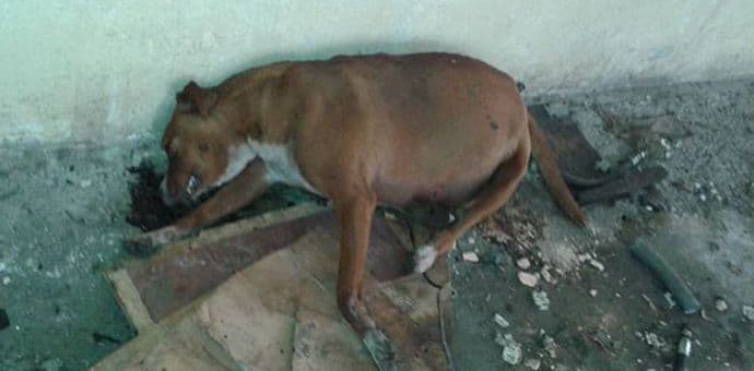 MILANOVIĆ: Ko je nadležan za trovanje pasa na Cetinju? MILANOVIĆ: Ko je nadležan za trovanje pasa na Cetinju?