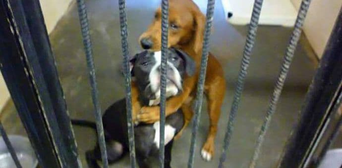 Zagrljaj ih spasio eutanazije (VIDEO) Zagrljaj ih spasio eutanazije (VIDEO)