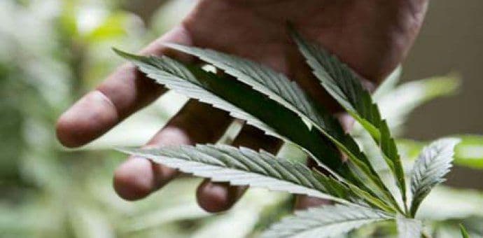 Britanija dozvolila uzgajanje marihuane za ličnu upotrebu Britanija dozvolila uzgajanje marihuane za ličnu upotrebu