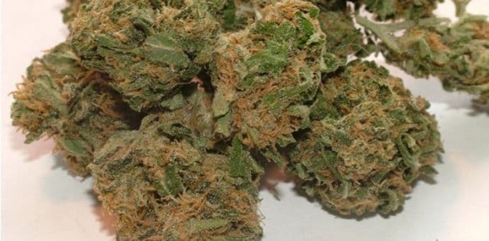 U vozu pronađen ranac sa oko kilogramo skanka U vozu pronađen ranac sa oko kilogramo skanka