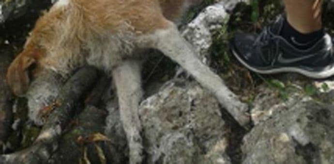 DZZŽ Feniks: Životinje umiru u najgorim mukama, lokalna uprava i dalje ćuti DZZŽ Feniks: Životinje umiru u najgorim mukama, lokalna uprava i dalje ćuti