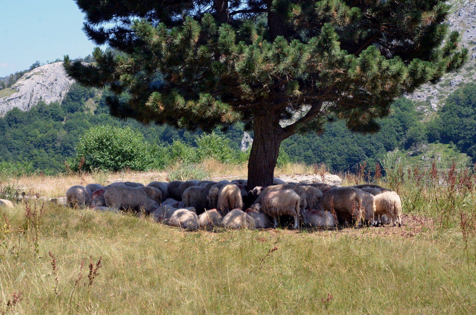 Čuva ovce i delje drveno posuđe Čuva ovce i delje drveno posuđe