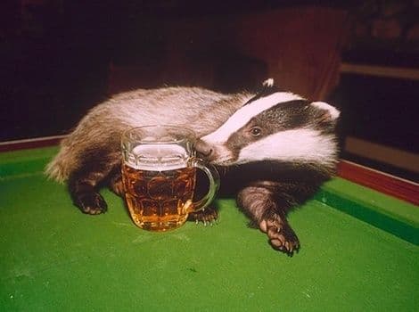 Jazavac popio sedam piva, pronašli ga na plaži onesviješćenog od alkohola Jazavac popio sedam piva, pronašli ga na plaži onesviješćenog od alkohola