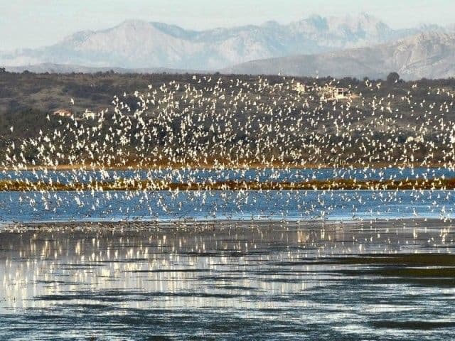 Solana posljednja "pumpna" stanica pticama Solana posljednja "pumpna" stanica pticama