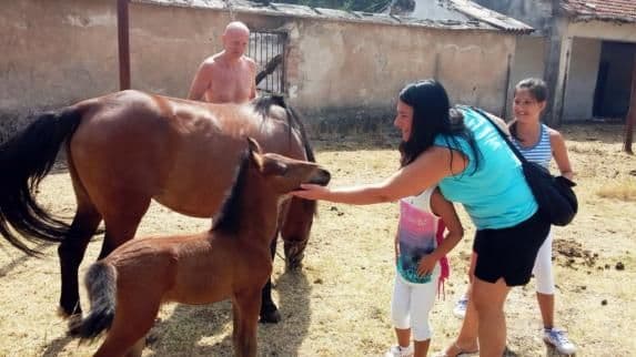 Novo u turističkoj ponudi Boke: Konjima preko Vrmca Novo u turističkoj ponudi Boke: Konjima preko Vrmca