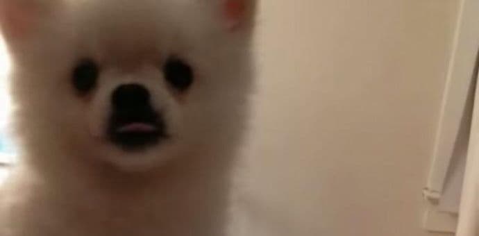 Niko ne kija tako smiješno kao ovo štene pomeranca Niko ne kija tako smiješno kao ovo štene pomeranca