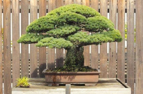 Bonsai star 390 godina preživio i napad na Hirošimu Bonsai star 390 godina preživio i napad na Hirošimu