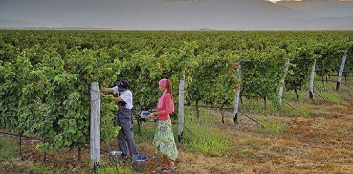 Počeo otkup vinskog grožđa Počeo otkup vinskog grožđa