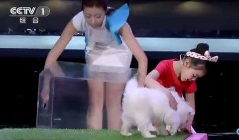 Djevojčica iz Kine u programu uživo hipnotizirala životinje Djevojčica iz Kine u programu uživo hipnotizirala životinje