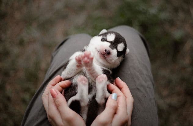 Izgled vučji, ali srce veliko: Sibirski haski je jedan od najljepših pasa Izgled vučji, ali srce veliko: Sibirski haski je jedan od najljepših pasa