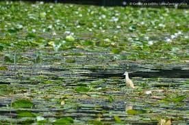 Ulcinj: Počinje jesenja migracija ptica Ulcinj: Počinje jesenja migracija ptica