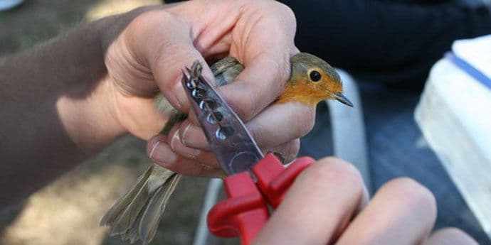 CZIP: Sve spremno za prstenovanje ptica na Marezi CZIP: Sve spremno za prstenovanje ptica na Marezi