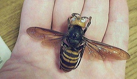 Radovanović umro poslije ujeda stršljena Radovanović umro poslije ujeda stršljena