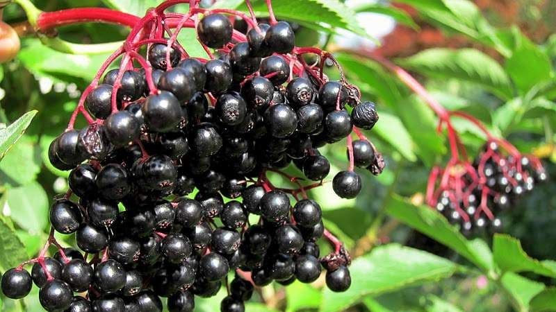 U subotu Dani aronije u Murinu U subotu Dani aronije u Murinu