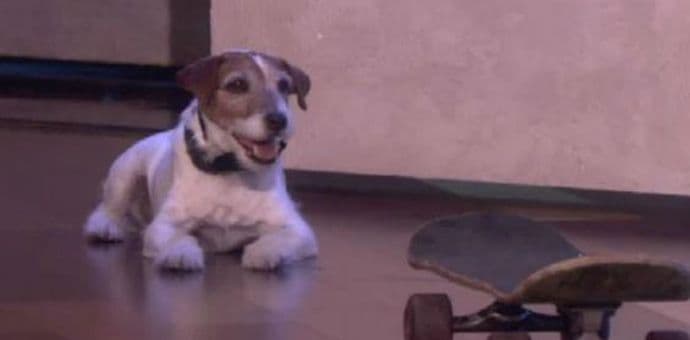 Uginuo Agi, najveća filmska zvijezda među psima Uginuo Agi, najveća filmska zvijezda među psima