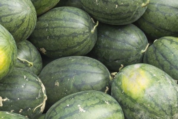 Suša povećala cijene: Kupus i lubenica skuplji 50 odsto Suša povećala cijene: Kupus i lubenica skuplji 50 odsto