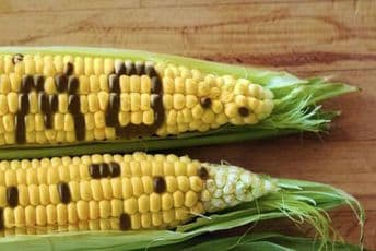 Stvari koje ne bi postojale u sadašnjem obliku da nema GMO-a