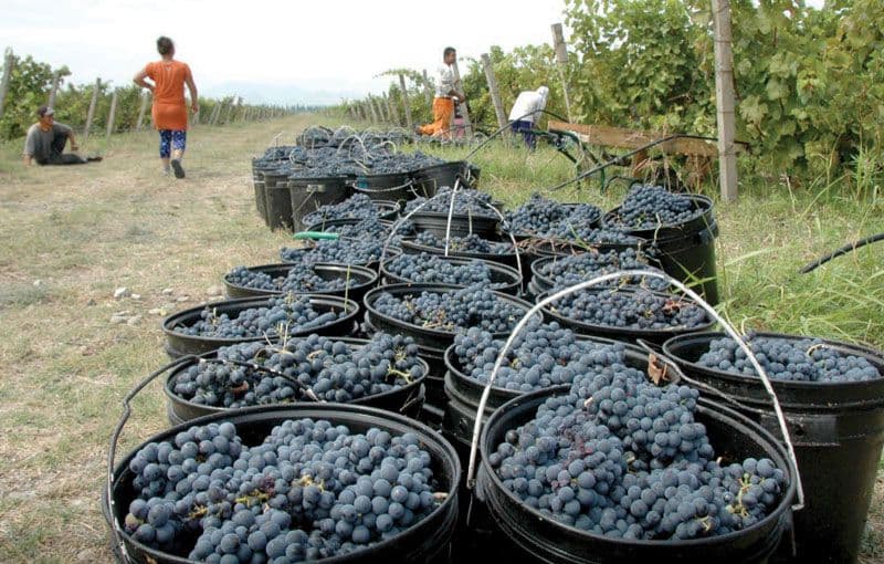 PLANTAŽE: Samo 34 radnika iz CG se javila na oglas PLANTAŽE: Samo 34 radnika iz CG se javila na oglas