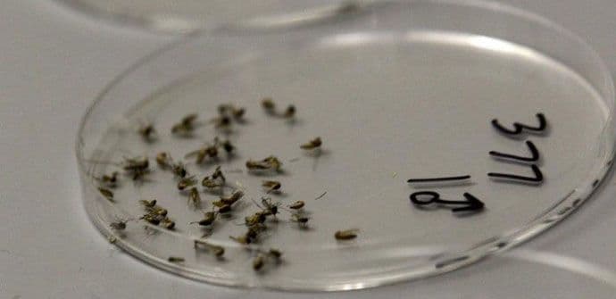 Srbija: Preminuo oboljeli od virusa Zapadnog Nila Srbija: Preminuo oboljeli od virusa Zapadnog Nila