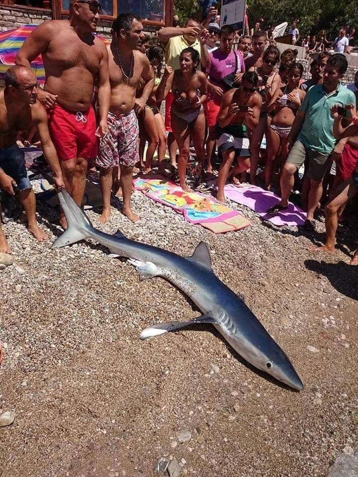 Herceg Novi: Mladunče ajkule doplivalo do plaže Herceg Novi: Mladunče ajkule doplivalo do plaže