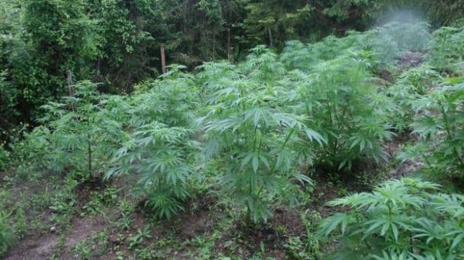 Podgorica: Uhapšen Veljko Vuksanović, na njegovom imanju pronađena plantaža marihuane Podgorica: Uhapšen Veljko Vuksanović, na njegovom imanju pronađena plantaža marihuane