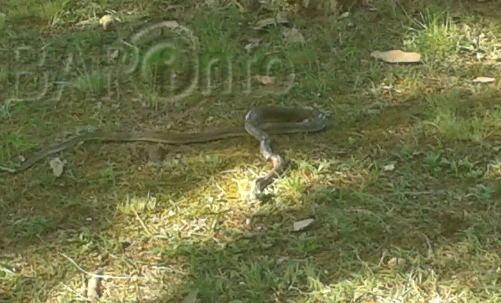 BAR: Smuk od metar i po izazvao vrisku BAR: Smuk od metar i po izazvao vrisku