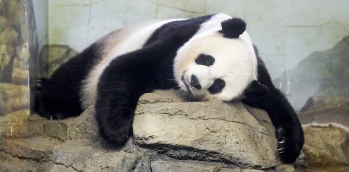 SAD: Panda Mei Ćijang dobila dva mladunčeta SAD: Panda Mei Ćijang dobila dva mladunčeta