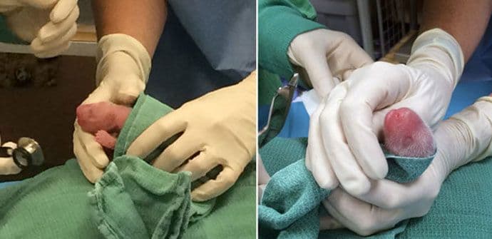 Vašingtonski zoo vrt bogatiji za dvije bebe pande Vašingtonski zoo vrt bogatiji za dvije bebe pande