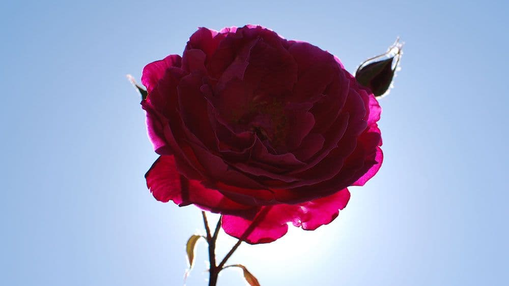 The Guardian: Jeremy Corbyn – promjena izbornog pejzaža The Guardian: Jeremy Corbyn – promjena izbornog pejzaža