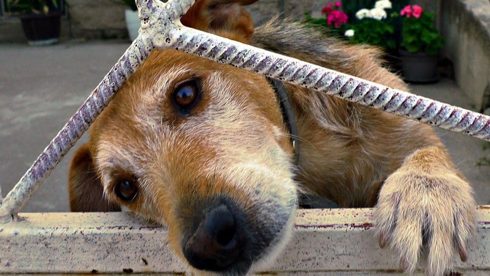 Nadežda Milenković: Ona stvar od Arsena Nadežda Milenković: Ona stvar od Arsena