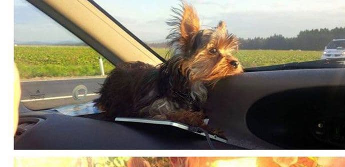 PODGORICA: Nestao pas Koko, nalazaču nagrada 500 eura! PODGORICA: Nestao pas Koko, nalazaču nagrada 500 eura!