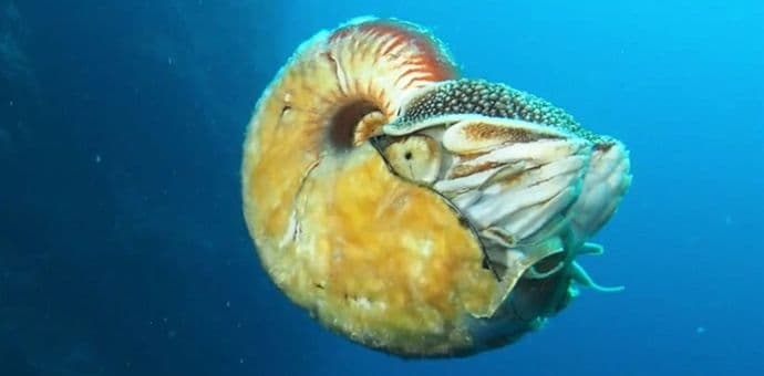 VIDEO: Pogledajte jednu od najrjeđih životinja na svijetu VIDEO: Pogledajte jednu od najrjeđih životinja na svijetu