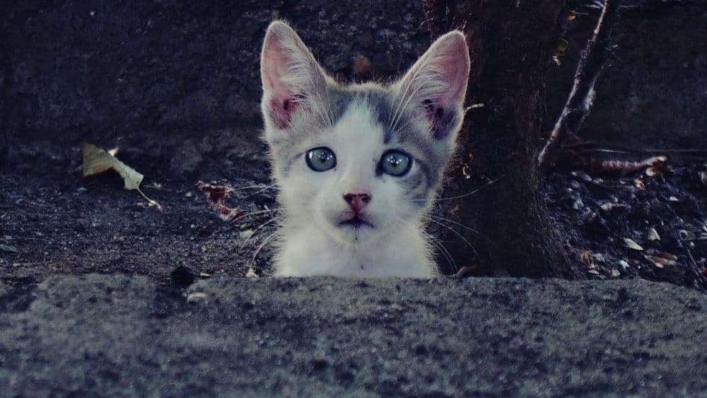 Svetlana Slapšak: Trolovi Svetlana Slapšak: Trolovi