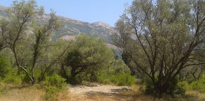 Društvo maslinara Bar preuzelo zapušteni maslinak Univerziteta Crne Gore Društvo maslinara Bar preuzelo zapušteni maslinak Univerziteta Crne Gore