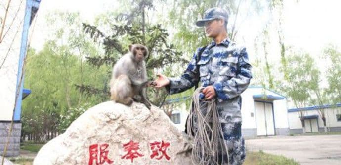 Kineska armija majmuna: Uspjeh vojne parade zavisi od neobičnog odreda Kineska armija majmuna: Uspjeh vojne parade zavisi od neobičnog odreda